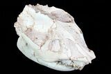 Beautiful, Oreodont (Leptauchenia) Skull #77820-6